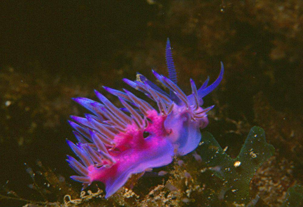 siput laut ungu atau Flabellina affinis (commons.wikimedia.org/Parent Géry)