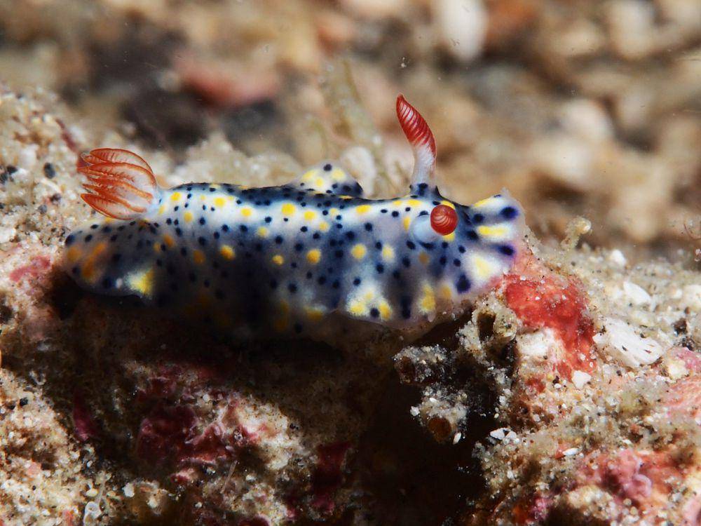 spesies siput laut Hypselodoris infucata (commons.wikimedia.org/Rickard Zerpe)