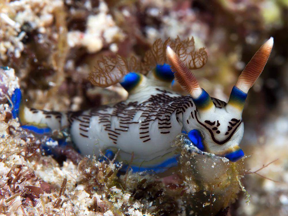 spesies siput laut Nembrotha lineolata (commons.wikimedia.org/Rickard Zerpe)