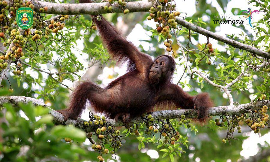 Orang utan di Taman Nasionao Betung Kerihun (dinaspariwisata.kutaitimurkab.go.id)
