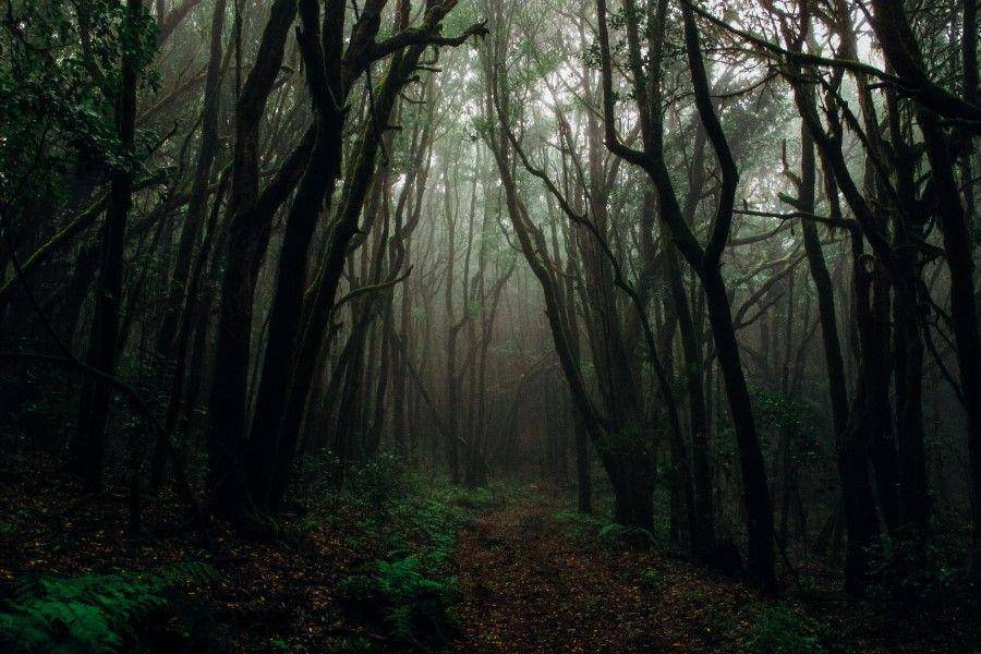 ilustrasi hutan (freepik.com/Wirestock)