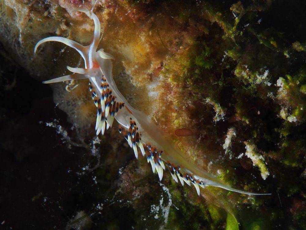 spesies siput laut Caloria indica (commons.wikimedia.org/Rickard Zerpe)