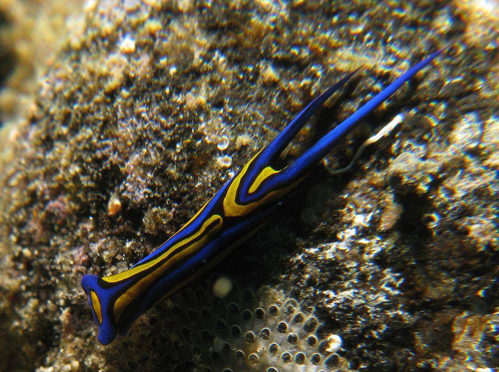 spesies siput laut Chelidonura hirundinina (commons.wikimedia.org/prilfish)