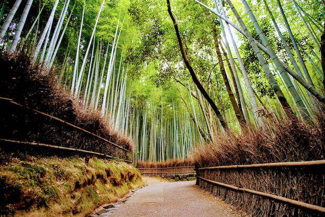 Arashiyama Bamboo Grove (unsplash.com/Eleonora Albasi)