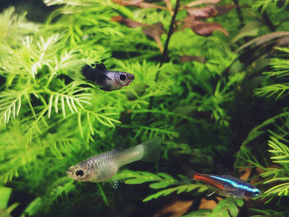 5 Alasan Ikan Guppy Mendadak Mati, ini Penyebabnya!