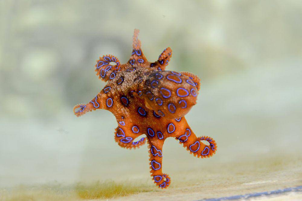 ilustrasi gurita bercincin biru (pixabay.com/Penny)