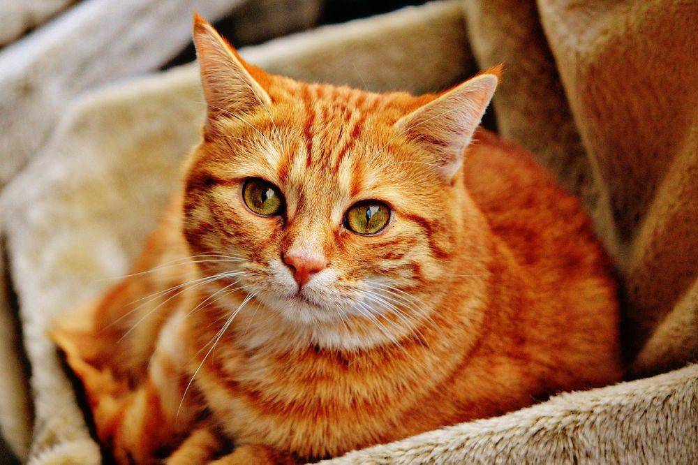 ilustrasi kucing (pixabay.com/Alexa_Fotos)