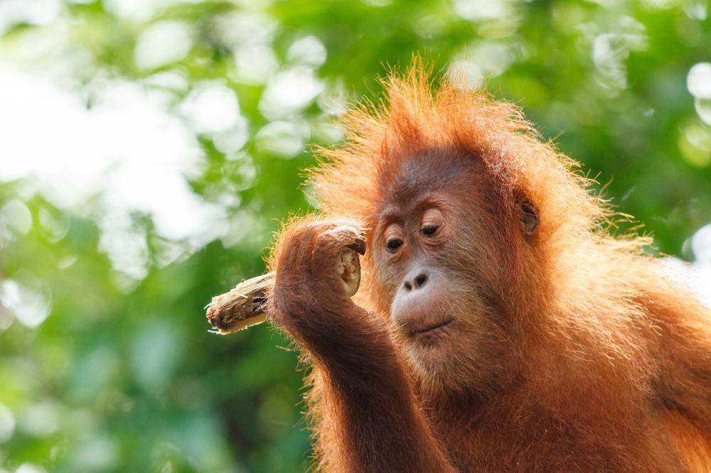 ilustrasi orangutan (pixabay.com/Steffen Zimmermann)