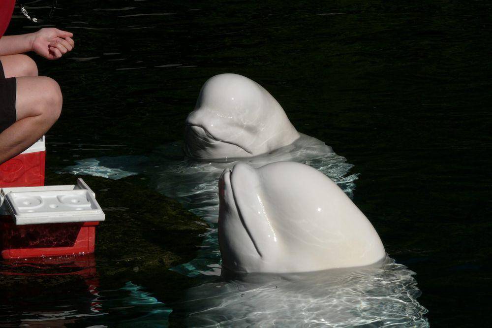 ilustrasi paus beluga (pixabay.com/Michał Lech)