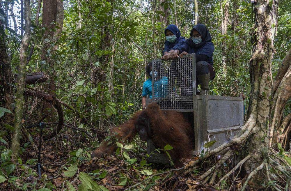 Pelepasliaran orang utan di Taman Nasional Gunung Palung (ksdae.menlhk.go.id)