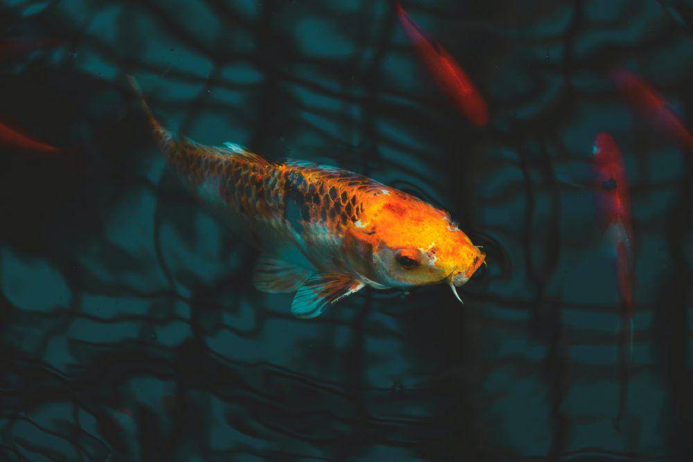 ilustrasi ikan mengalami stres dalam air (pexels.com/luiisrtz)