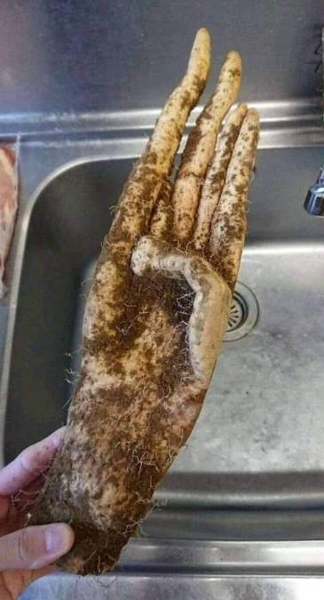potret tanaman hasil panen mirip jari manusia (reddit.com/justadair)