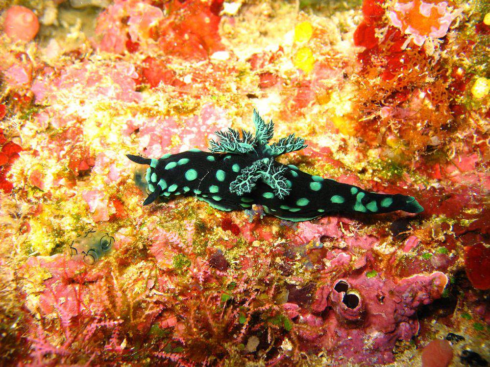 spesies siput laut Nembrotha cristata (commons.wikimedia.org/Mindmaker)