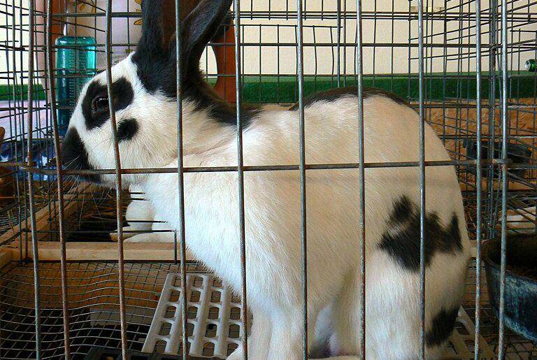 Checkered giant (commons.wikimedia.org/Benny Mazur)