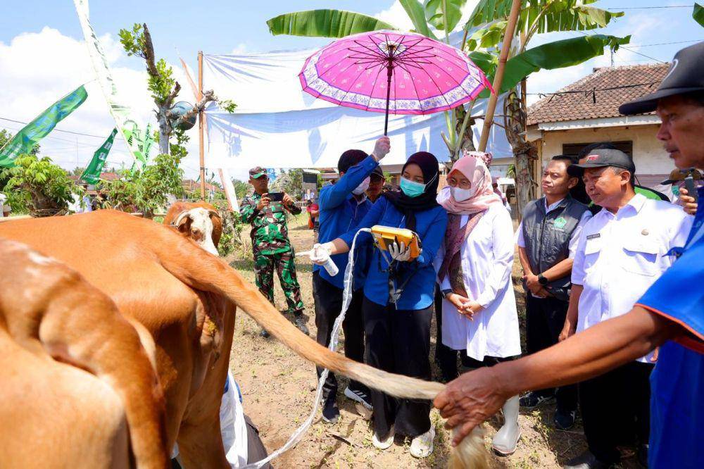 Lewat program ini, Dinas Pertanian dan Pangan melakukan treatment kepada indukan sapi yang mengalami gangguan reproduksi sehingga mereka dapat bereproduksi secara maksimal, yaitu satu tahun sekali. (Dok. Pemkab Banyuwangi)