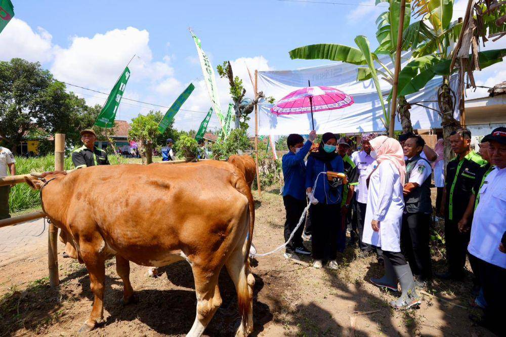 Program SMS Pisan, kepanjangan dari Sapi Manak Setahun Pisan (sapi beranak setahun sekali) terus digalakkan Pemkab Banyuwangi. (Dok. Pemkab Banyuwangi)