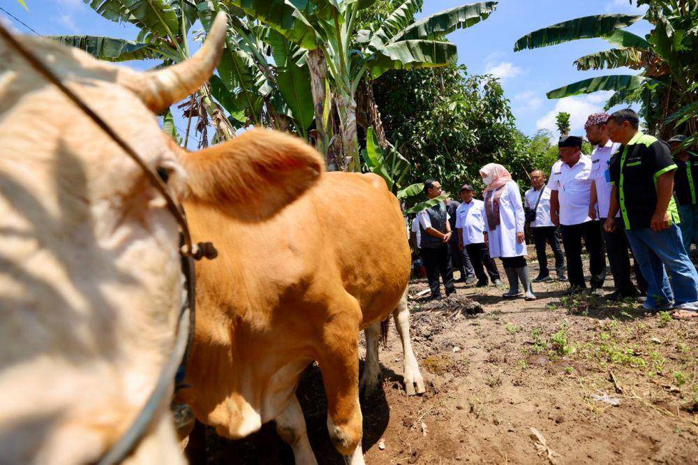 Program yang digeber sejak 2021 ini berhasil meningkatkan produktivitas sapi di Banyuwangi.  (Dok. Pemkab Banyuwangi)