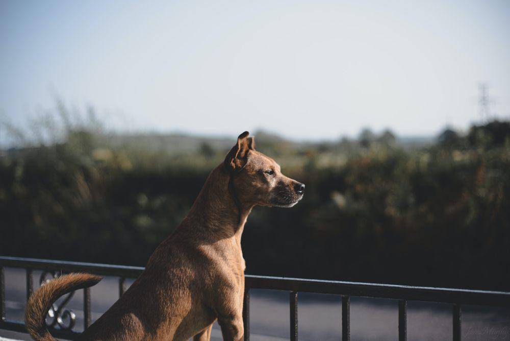 anjing (unsplash.com/Jason Murphy)
