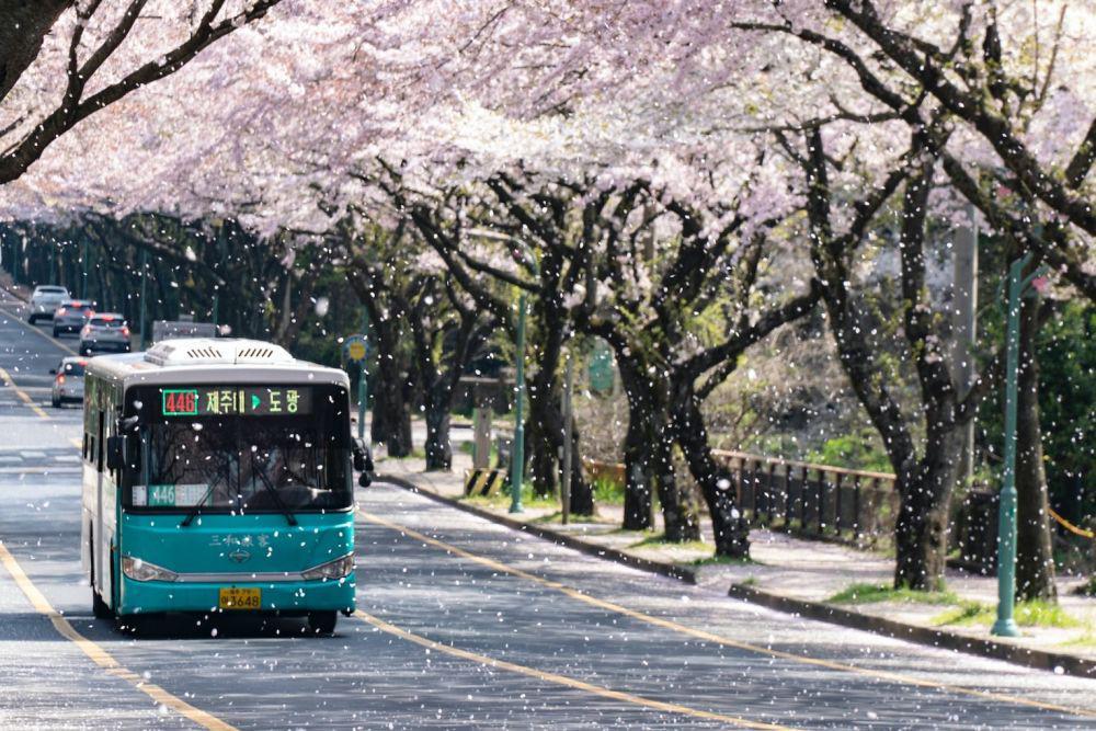 Potret bus di Korea Selatan (unsplash.com/zzidolist)