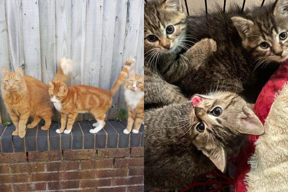 kolase potret lucu kucing kembar tiga (reddit.com/tomcatss I reddit.com/millicent1212)
