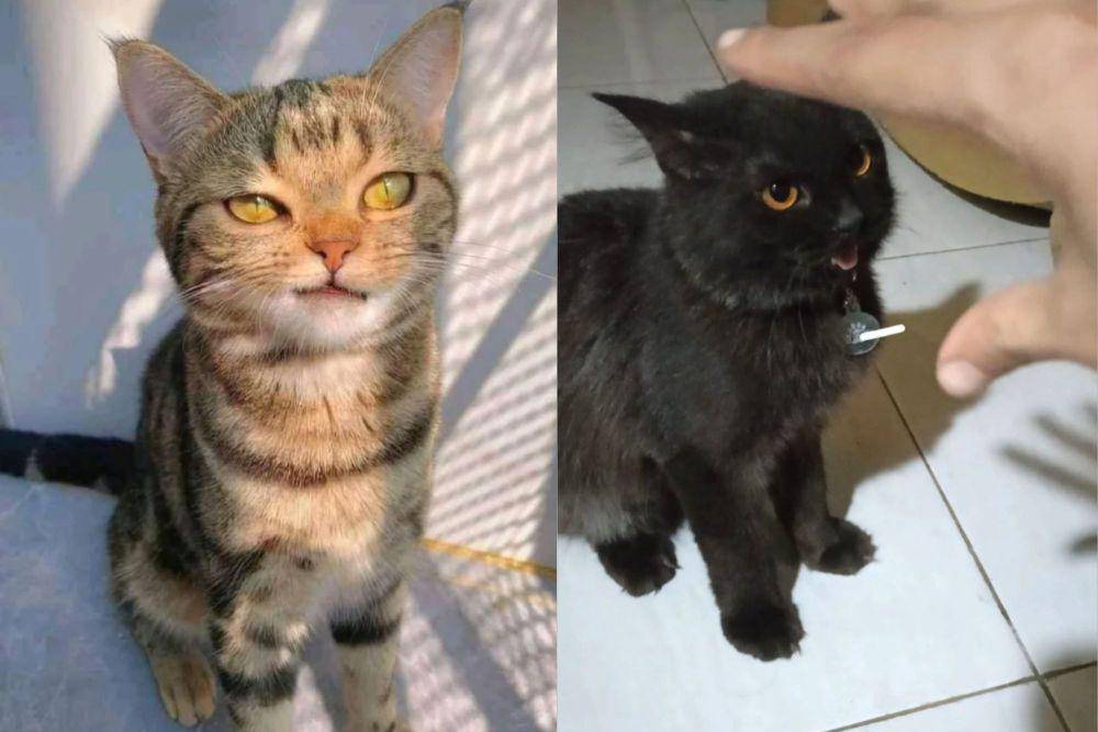 kolase potret anak kucing sassy (reddit.com/YoBoi909 I twitter.com/kochengfs)