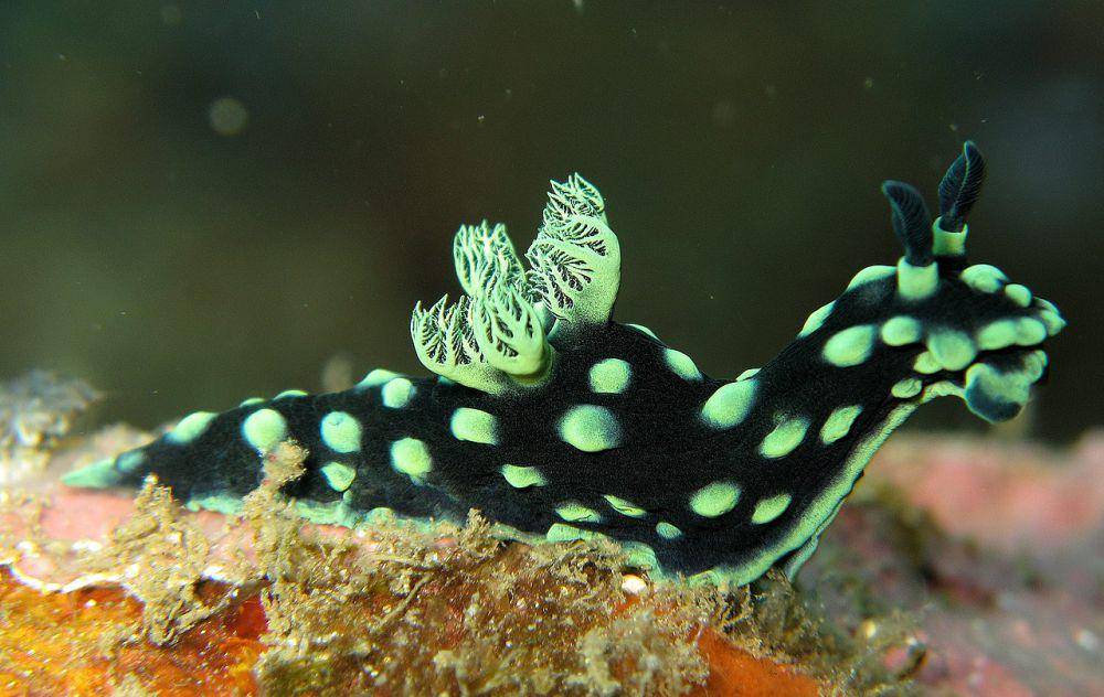 spesies siput laut Nembrotha cristata (commons.wikimedia.org/Steve Childs)