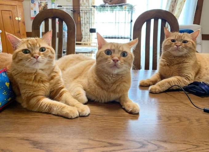 potret lucu kucing kembar tiga (reddit.com/deleted)
