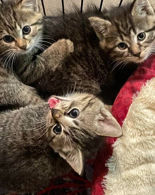potret lucu kucing kembar tiga (reddit.com/millicent1212)