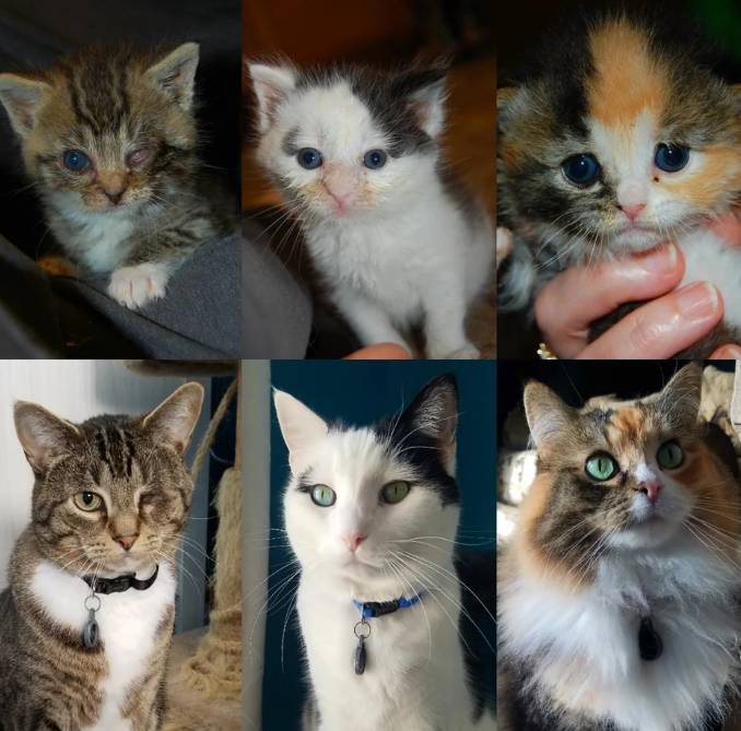 potret lucu kucing kembar tiga (reddit.com/crazycatmom5)