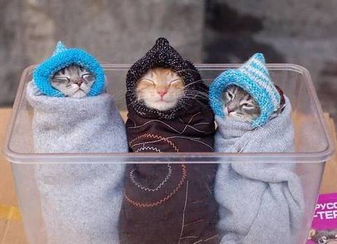 potret lucu kucing kembar tiga (reddit.com/bsinky)