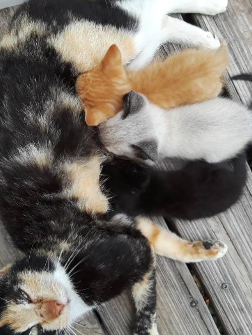 potret lucu kucing kembar tiga (reddit.com/Brainius_)
