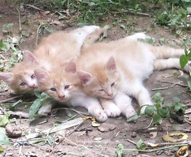 potret lucu kucing kembar tiga (reddit.com/indian_goddess1)