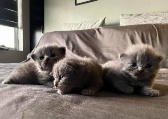 potret lucu kucing kembar tiga (reddit.com/SubstantialSafety697)