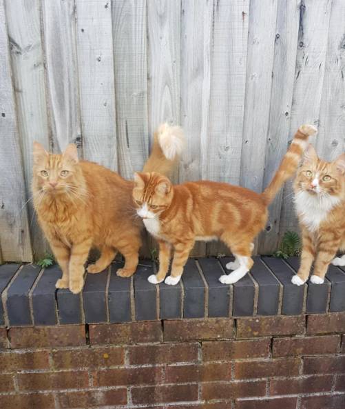 potret lucu kucing kembar tiga (reddit.com/tomcatss)