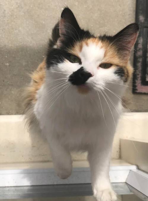potret anak kucing sassy (reddit.com/Catpips)
