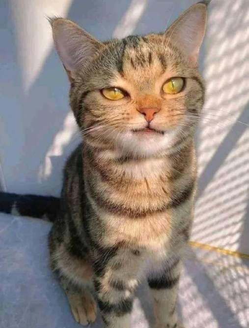 potret anak kucing sassy (reddit.com/YoBoi909)