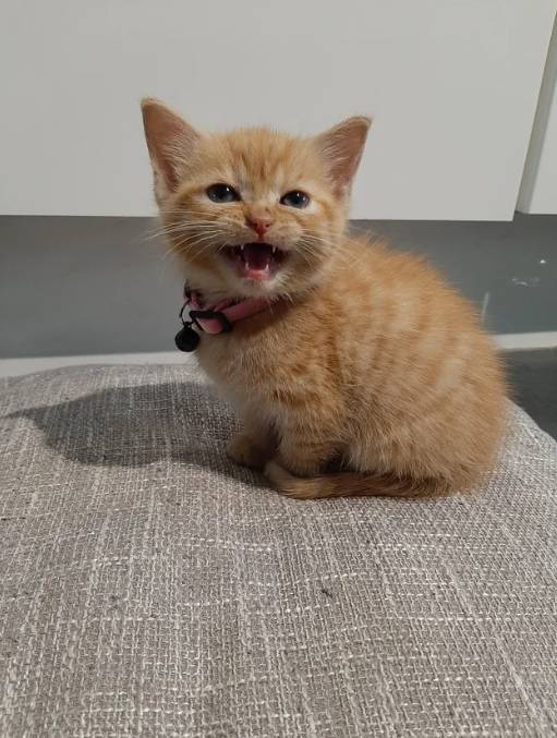 potret anak kucing sassy (reddit.com/pugalugarug)