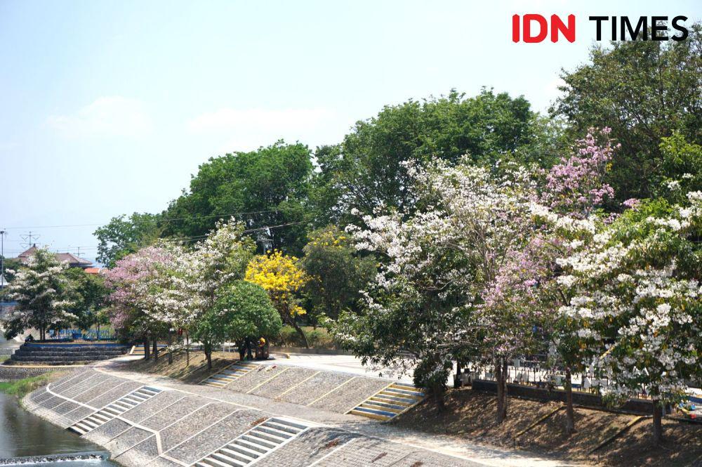 7 Potret Semarang Rasa Jepang, Bunga Tabebuya Bermekaran di Sudut Kota