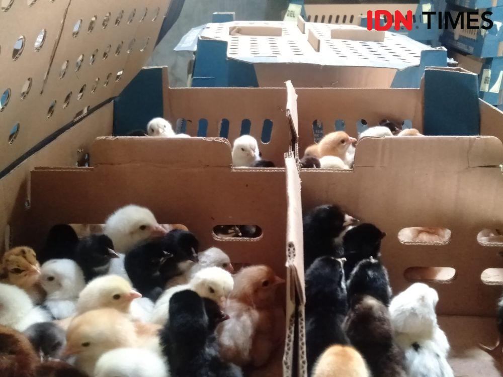 Kisah Warga Bantul Raup Cuan dari DOC Ayam Jowo Super