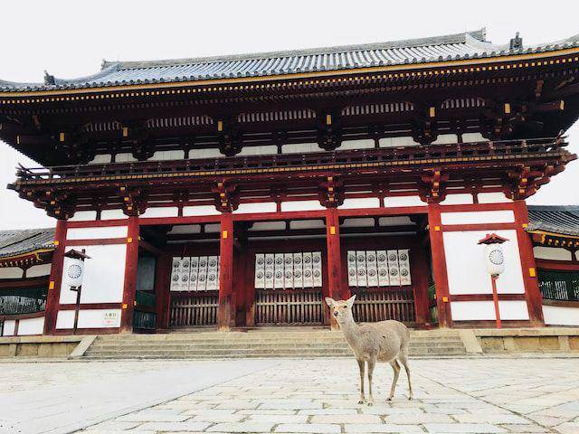 Tōdai-ji, Nara-shi (unsplash.com/Nishiyama Aoi)