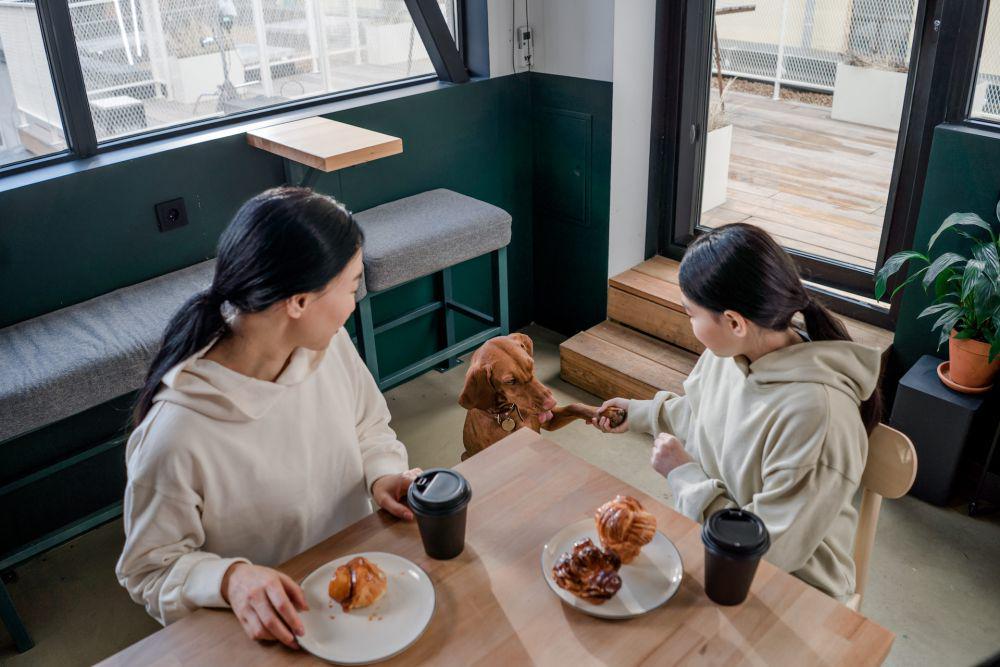 5 Rekomendasi Kafe yang Pet Friendly di Solo