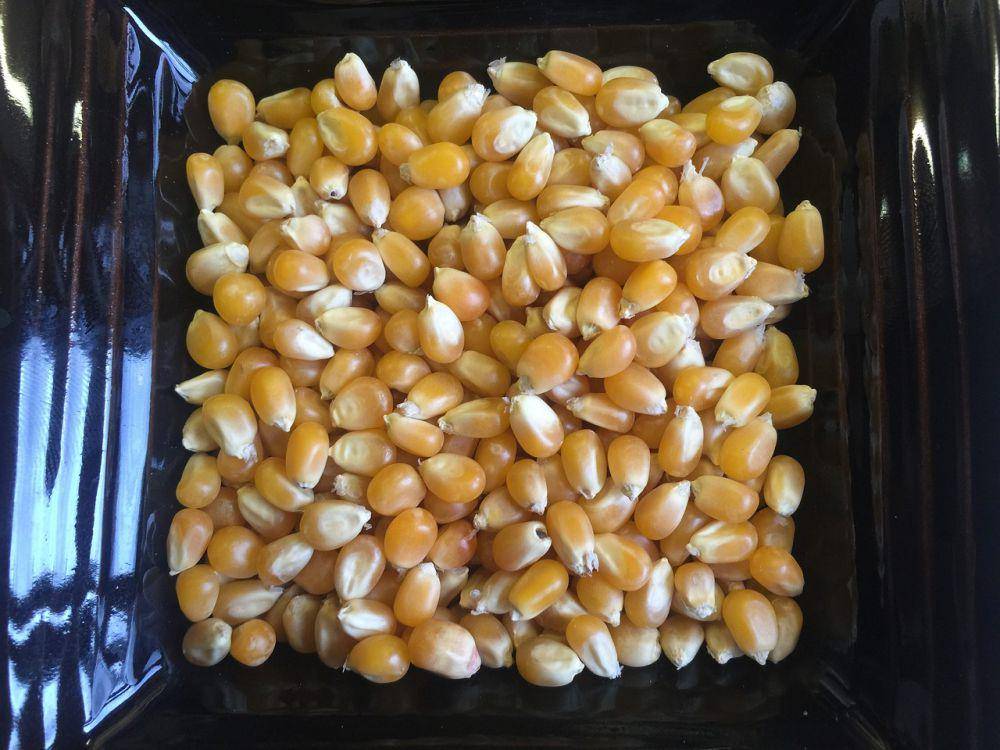 biji popcorn mentah (pixabay.com/Andy Crissell)