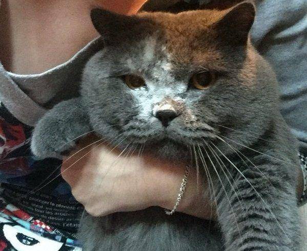foto kocak muka kucing kena tepung (reddit.com/user/wowcatshadow)