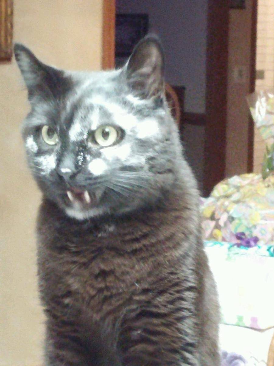 foto kocak muka kucing kena tepung (reddit.com/user/MonT_That_Duck)