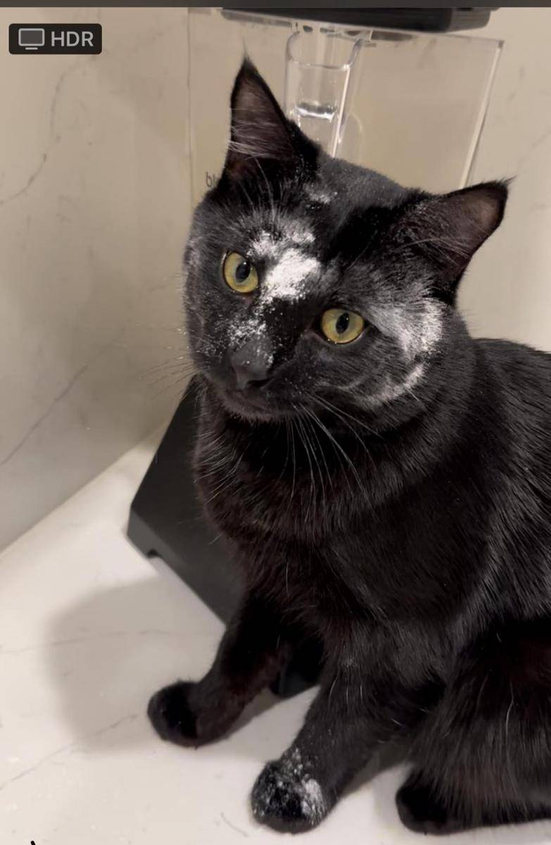 foto kocak muka kucing kena tepung (reddit.com/user/ExpertAIdotca)