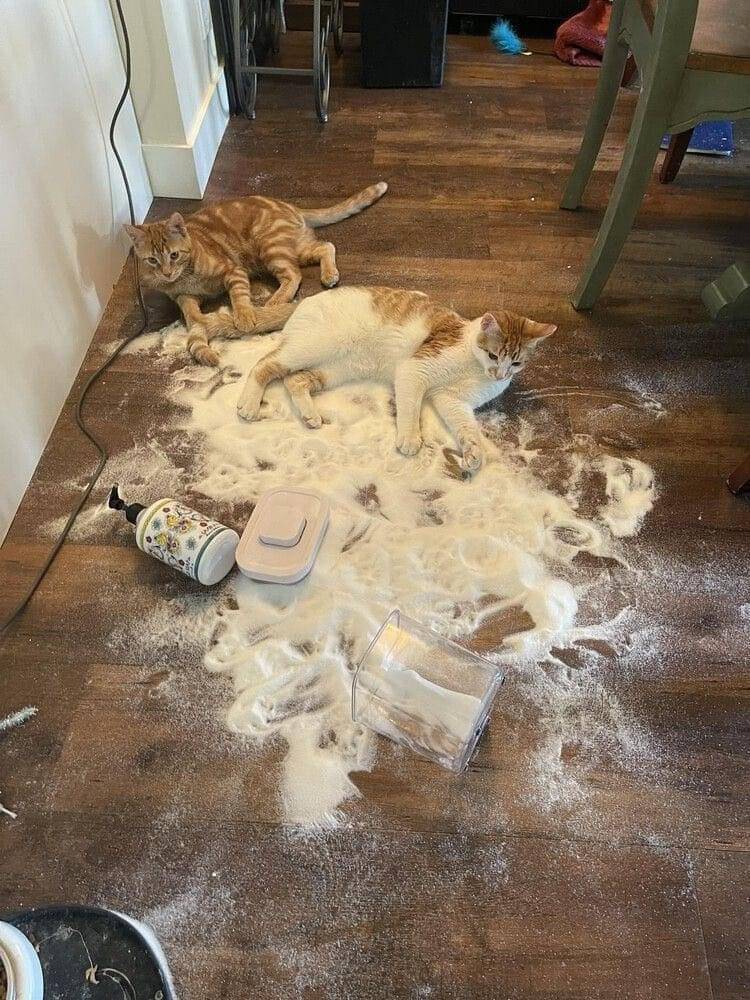 foto kocak muka kucing kena tepung (reddit.com/user/AngryProject)