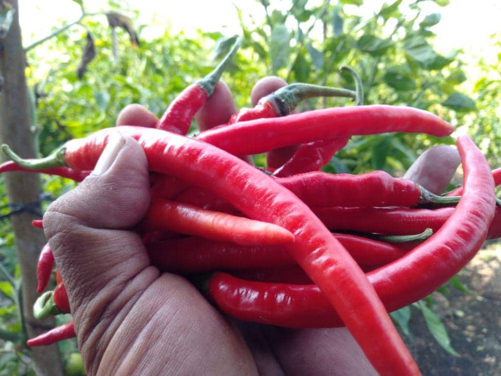 Cabai merah besar jenis imperial. (IDN Times/Daruwaskita)