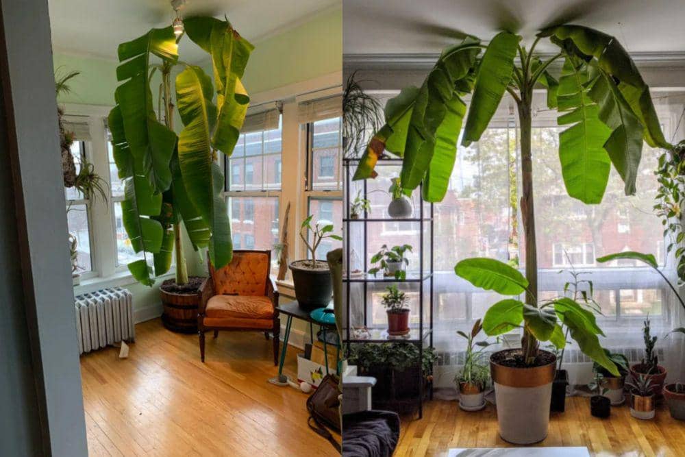 Inspirasi Dekorasi Unik, Pohon Pisang Ditanam di Dalam Rumah