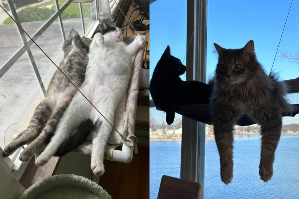 8 Foto Kucing Dempet-dempetan di Tempat Tidur Gantung, Geseran, dong!
