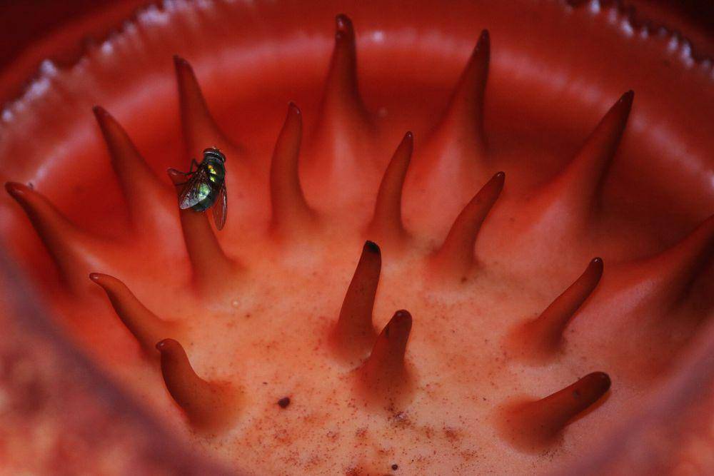 Rafflesia arnoldi (commons.wikimedia.org/Adiprima13)